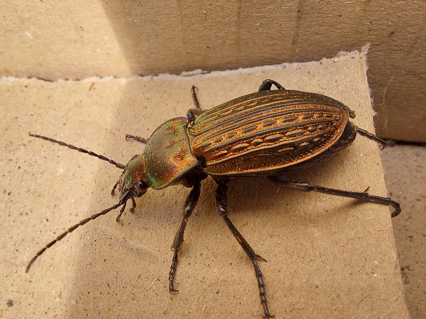 Carabus ulrichii - rezes futrinka Carabus ulrichii - rezes futrinka