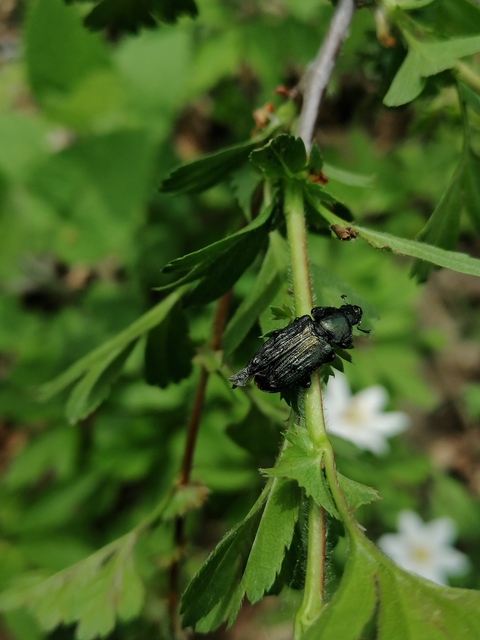 Platycerus caraboides - kis fémesszarvasbogár