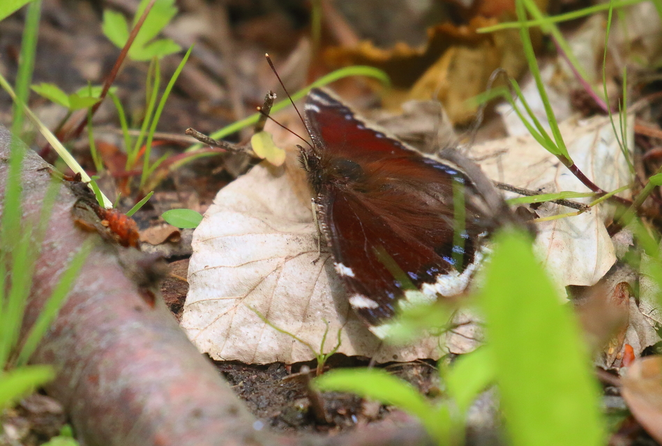 Nymphalis antiopa - gyászlepke