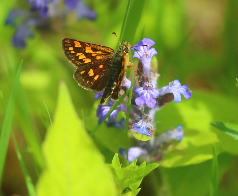 Carterocephalus palaemon - kockás busalepke