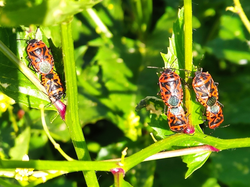 Eurydema ventralis - káposztapoloska