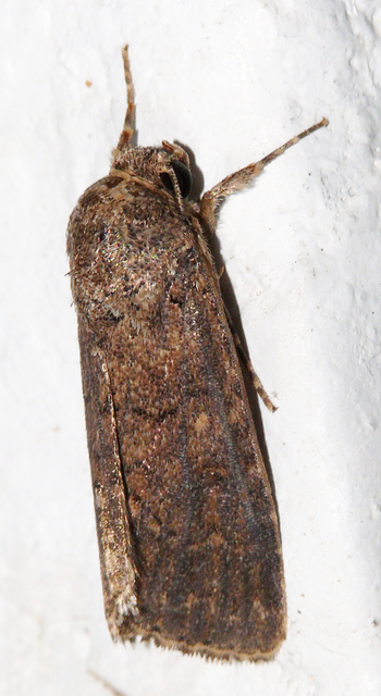 Spodoptera cilium