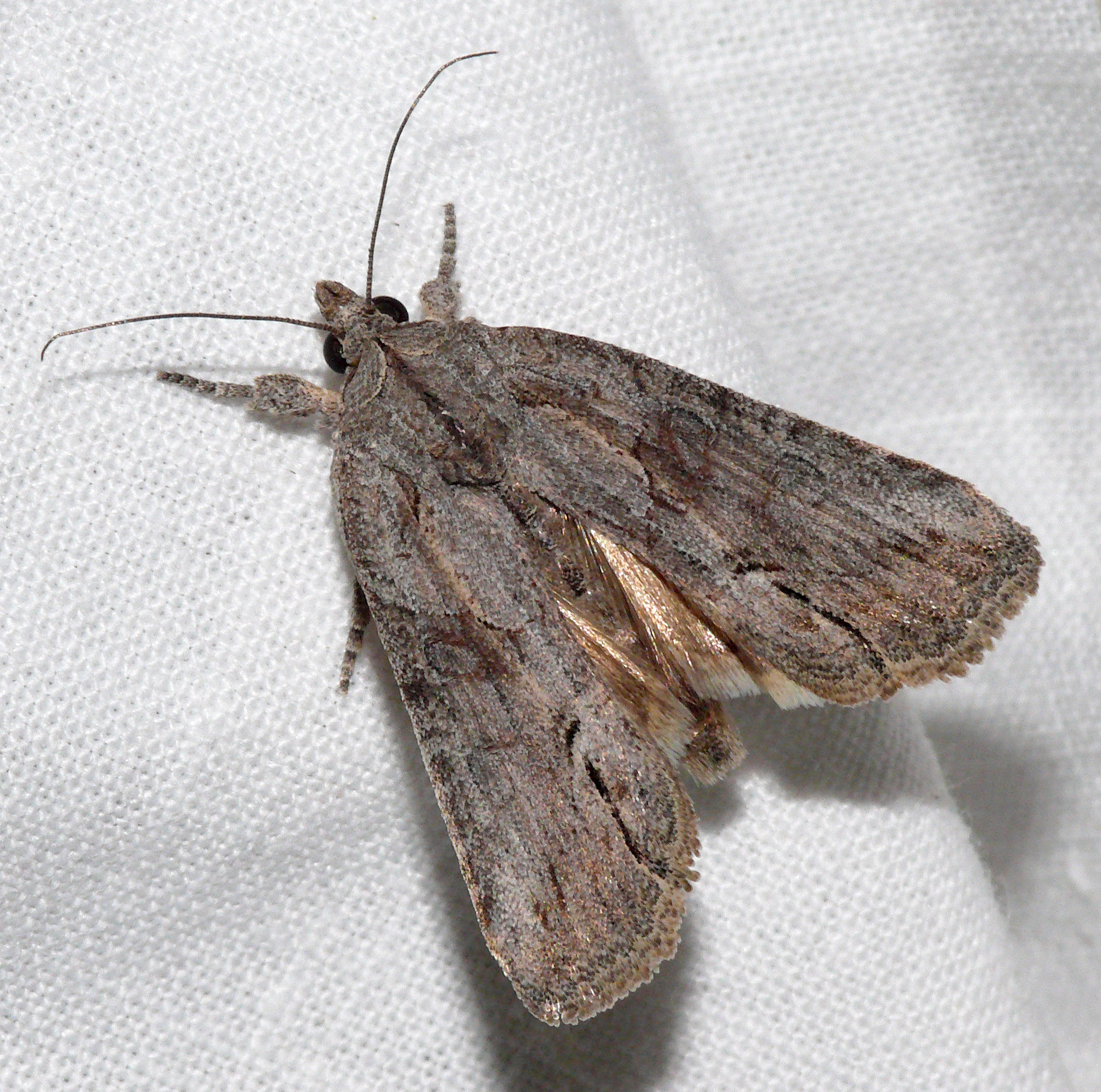 Bryophila raptricula - keskenyszárnyú zuzmóbagoly