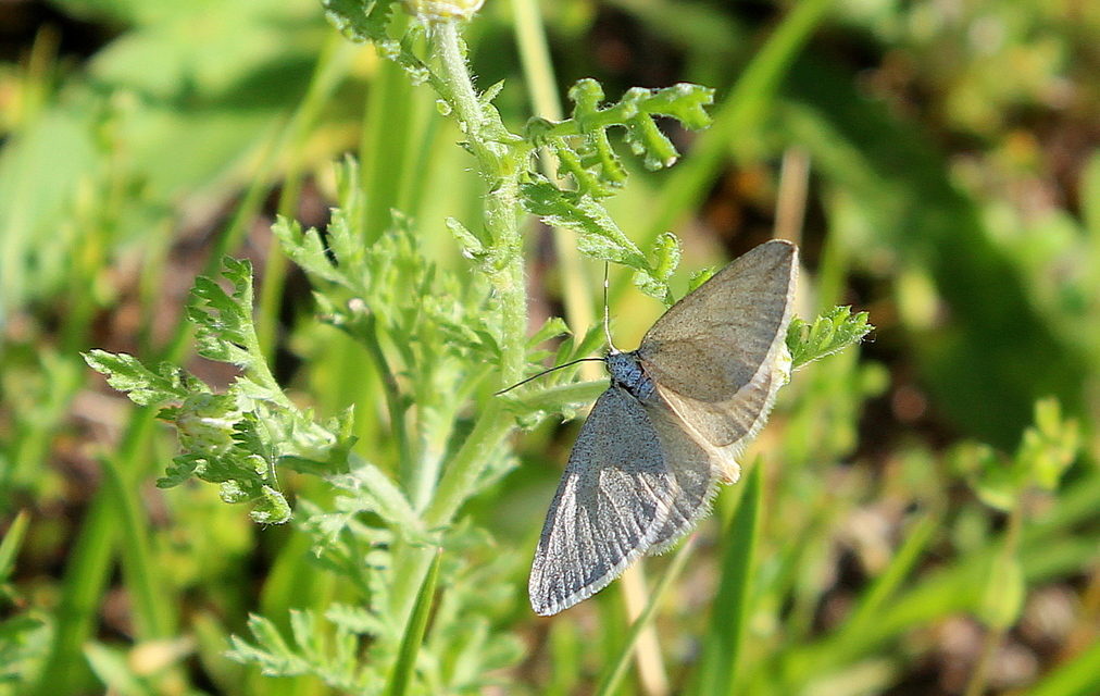 Lithostege griseata - szürke araszoló
