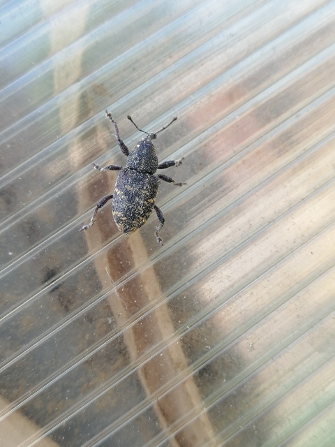 Hylobius abietis - nagy fenyvesormányos