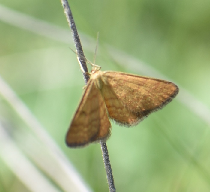 Idaea serpentata - kis sávosaraszoló