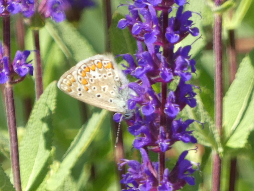Polyommatus icarus - közönséges boglárka