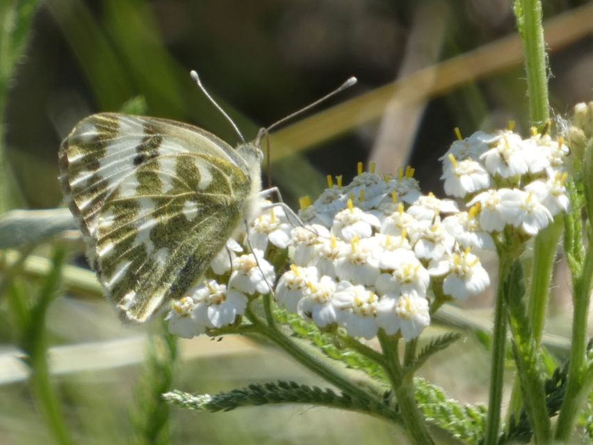 Pontia edusa - rezedalepke
