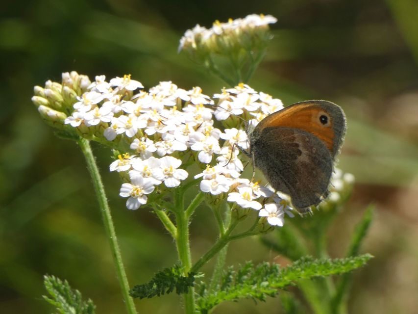 Coenonympha pamphilus - kis szénalepke