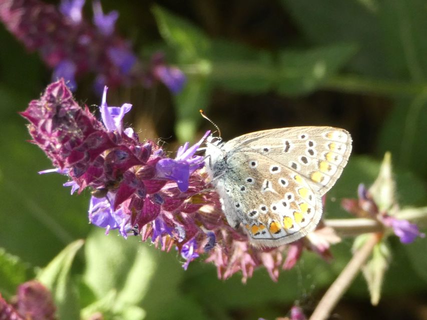 Polyommatus icarus - közönséges boglárka