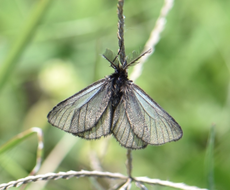 Pentophera morio - réti gyapjaslepke
