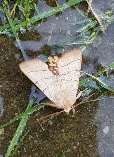 Charanyca trigrammica - háromsávos lombbagoly