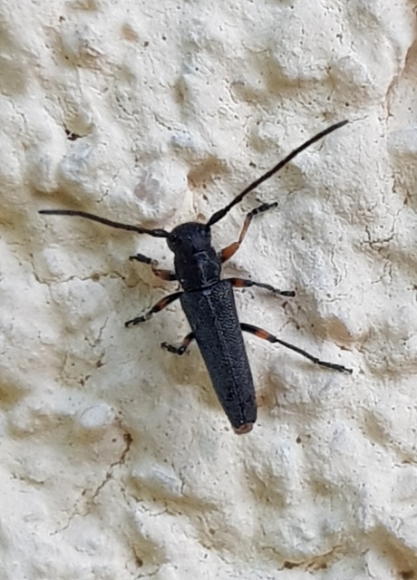 Phytoecia icterica - murokcincér Phytoecia icterica - murokcincér