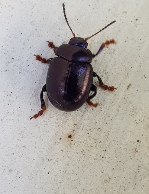 Chrysolina sturmi - vöröslábú levelész