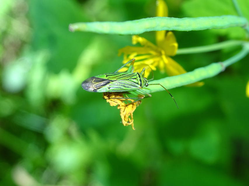 Mermitelocerus schmidtii