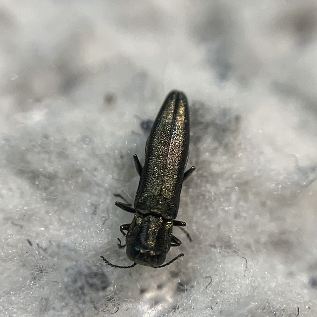 Agrilus derasofasciatus - szőlő-karcsúdíszbogár