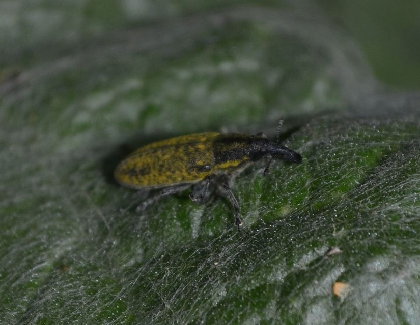 Lixus cardui/filiformis
