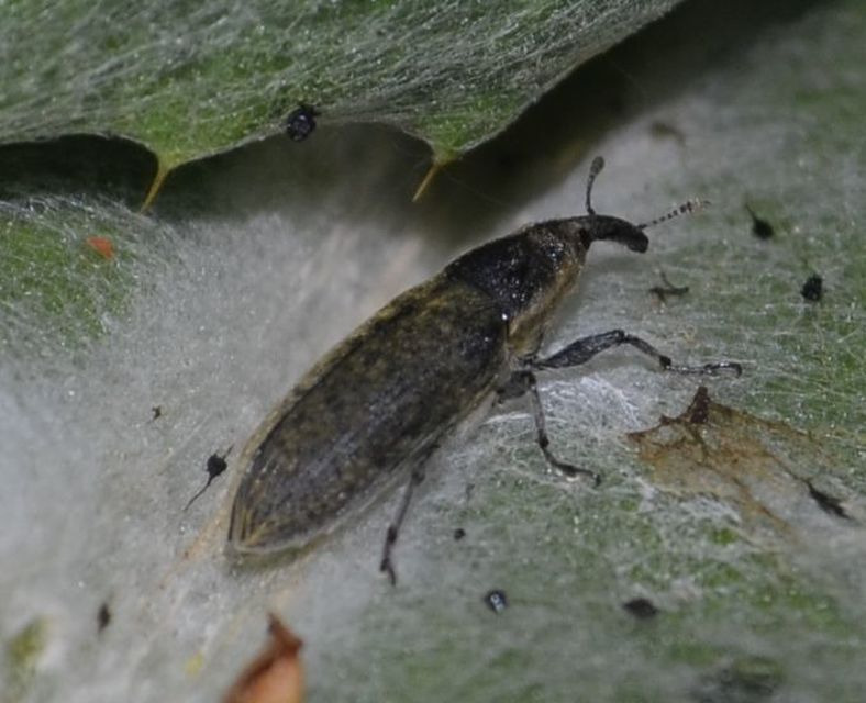 Lixus cardui/filiformis