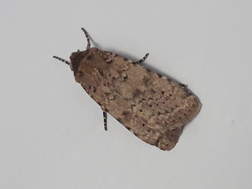Rhyacia simulans - hamvas földibagoly