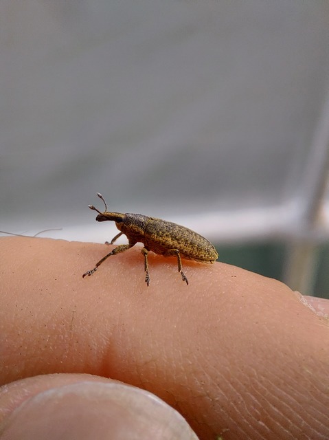 Lixus myagri - pöttyöshasú dudvabarkó