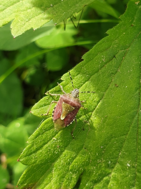 Dolycoris baccarum - közönséges bogyómászó-poloska