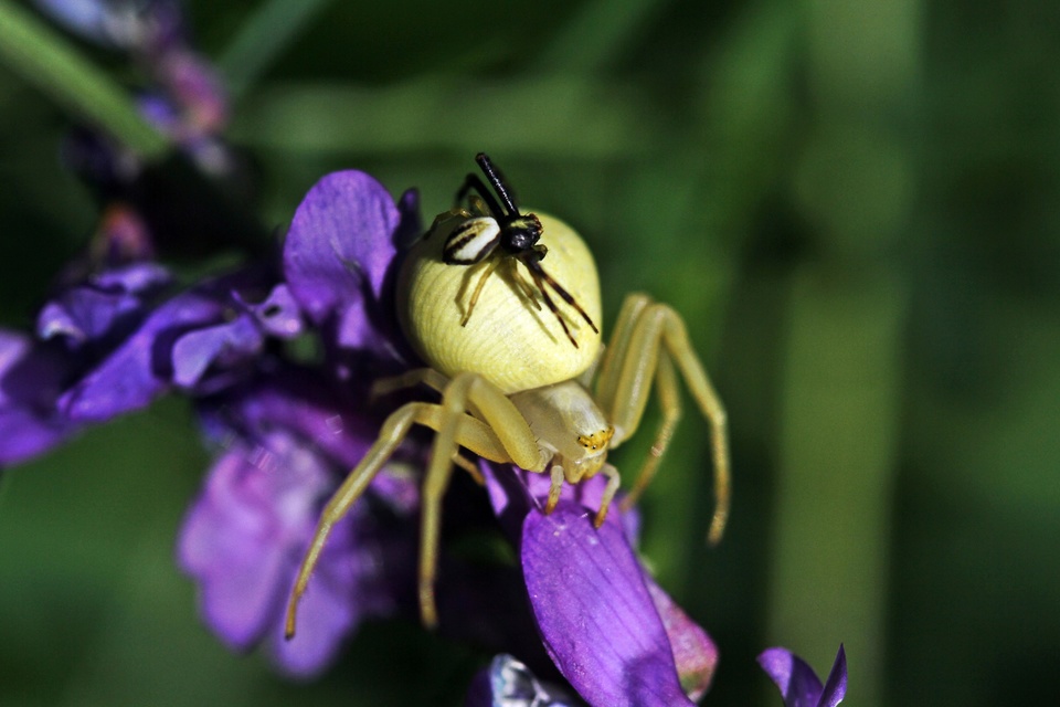 Misumena vatia - viráglakó karolópók