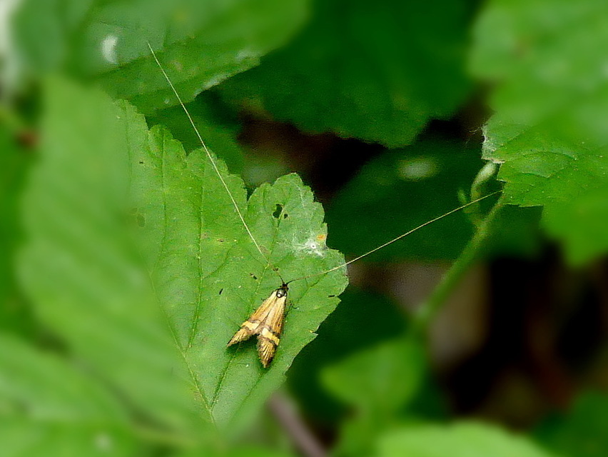 Nemophora degeerella - pompás tőrösmoly