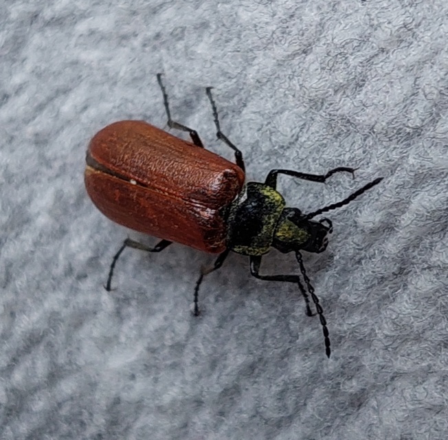 Omophlus proteus - közönséges pejbogár Omophlus proteus - közönséges pejbogár