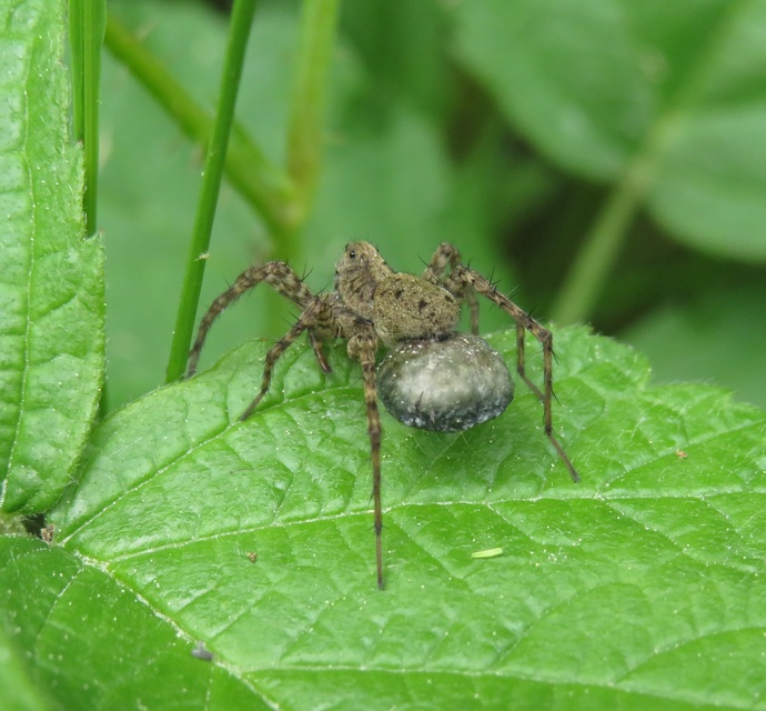 Pardosa