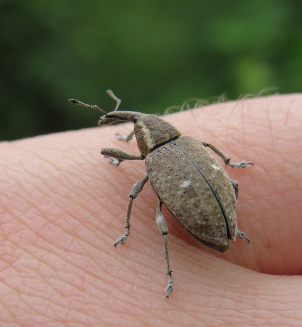 Lepyrus palustris - kétpettyes fűzormányos