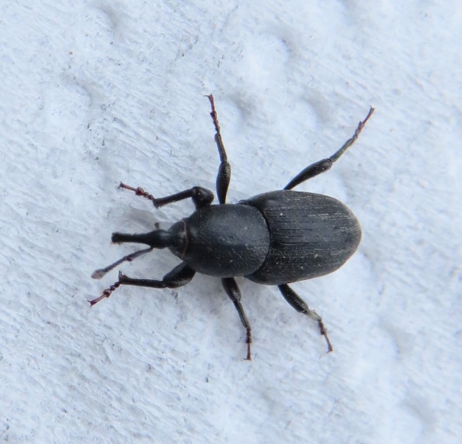 Sphenophorus striatopunctatus - mezei zsuzsok