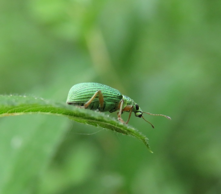 Polydrusus formosus - selymes lombormányos
