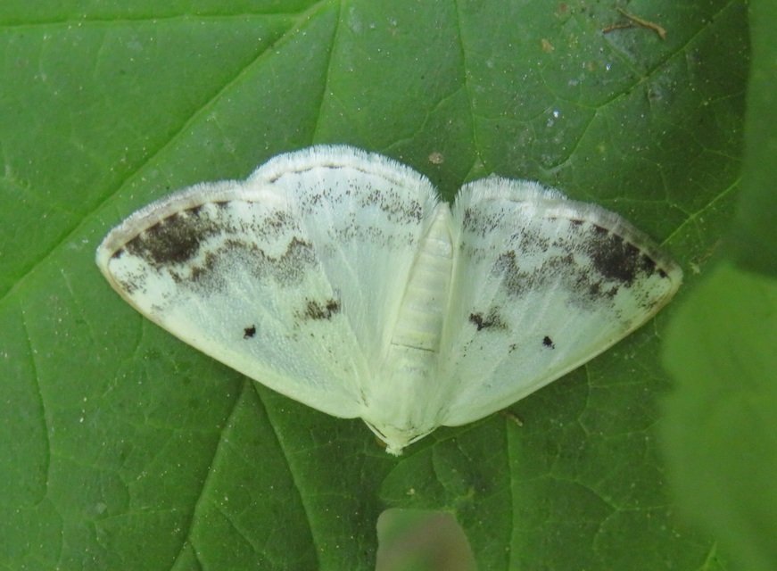 Lomographa temerata - foltos fehéraraszoló
