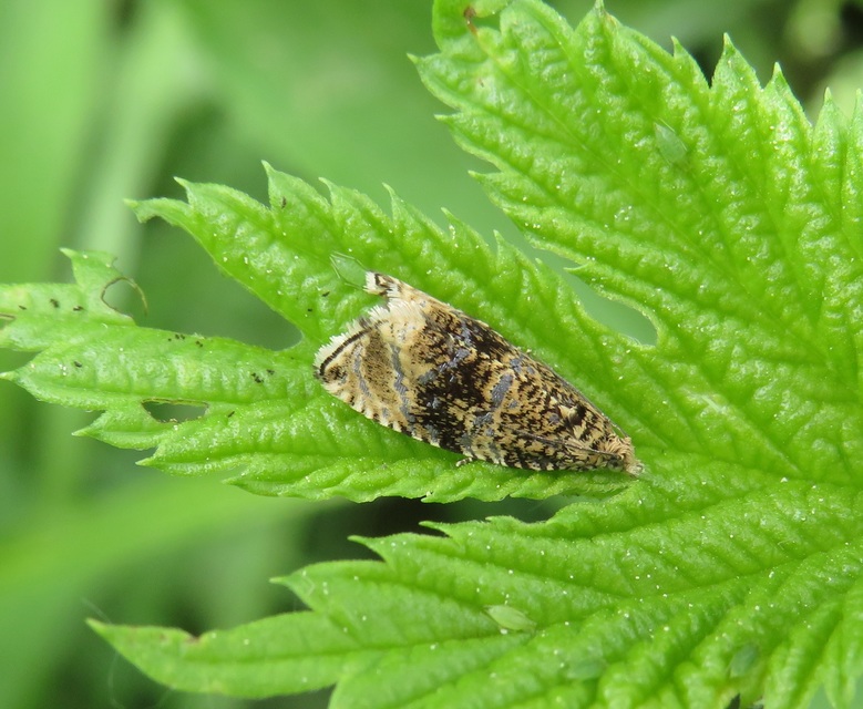 Celypha lacunana - vízparti tükrösmoly