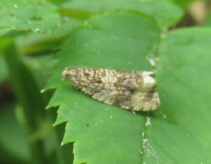 Celypha lacunana - vízparti tükrösmoly