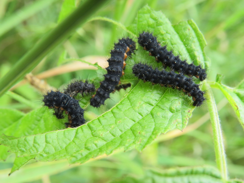 Saturnia pavoniella/pavonia