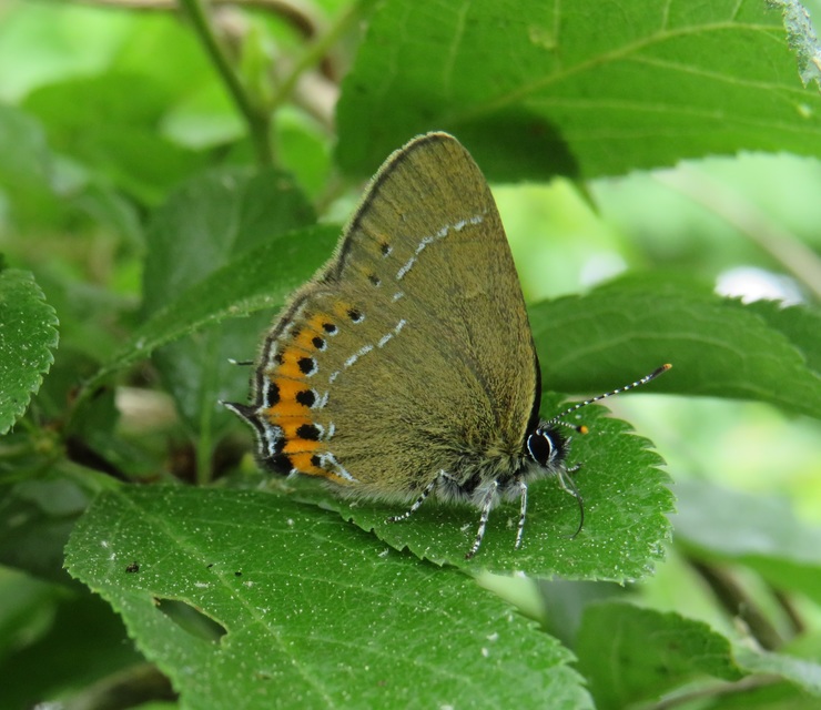 Satyrium pruni - szilvafa-csücsköslepke