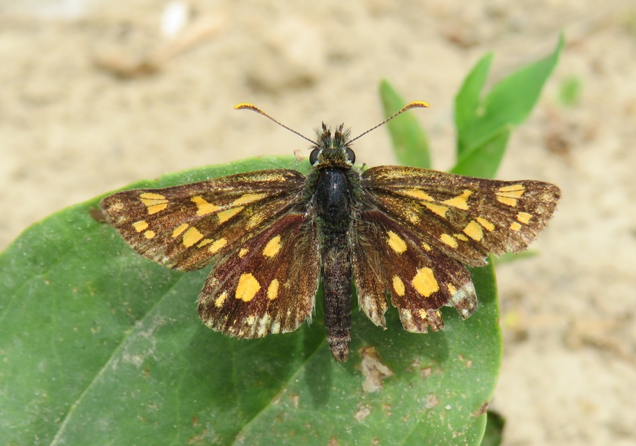 Carterocephalus palaemon - kockás busalepke