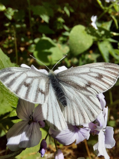 Pieris bryoniae - hegyi fehérlepke