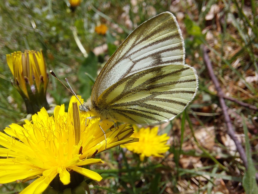 Pieris bryoniae - hegyi fehérlepke