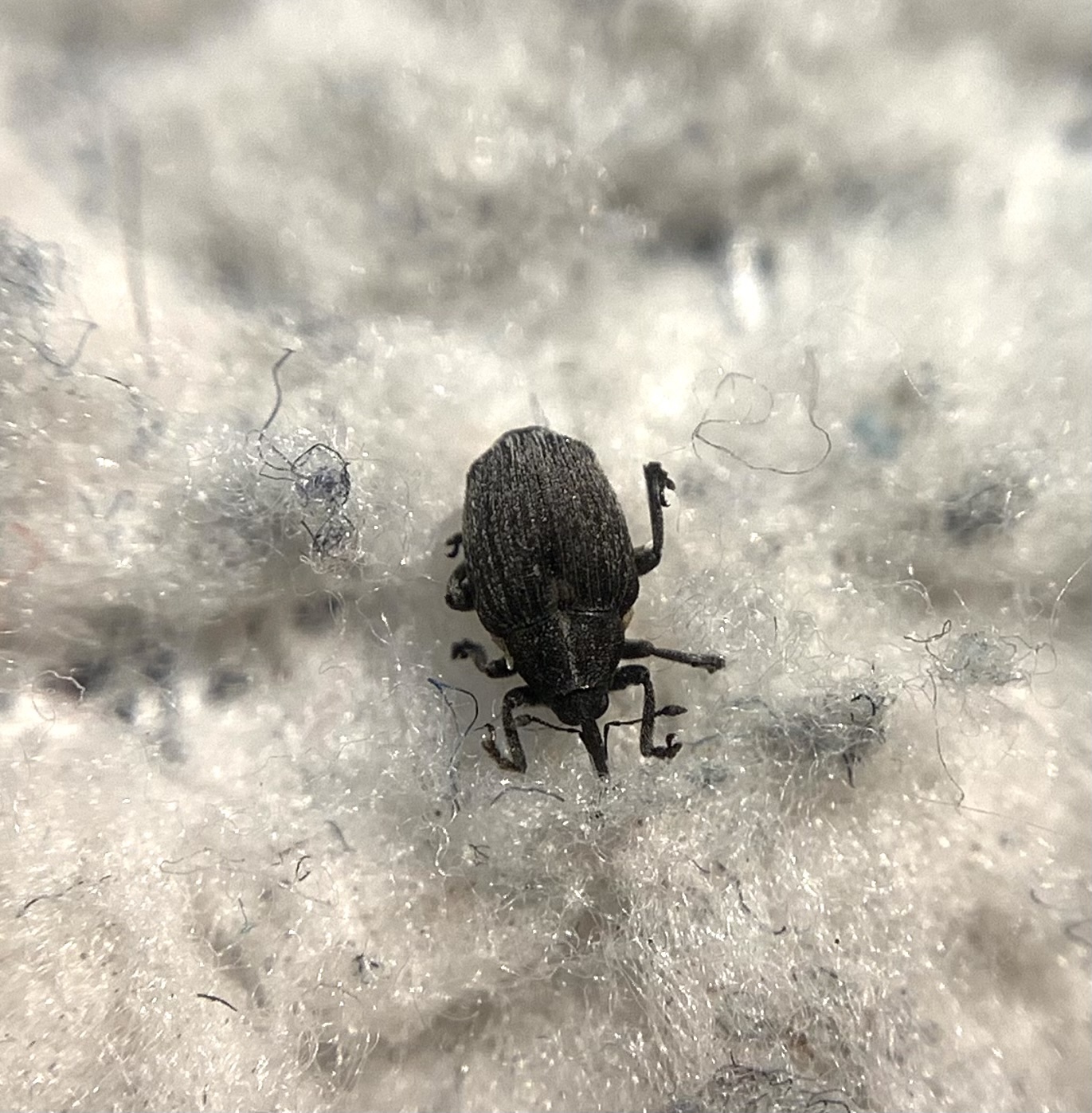 Ceutorhynchus sophiae - sebforrasztófű-ceutormányos