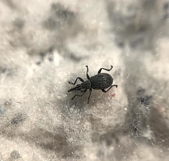 Holotrichapion ononis - szakállas cickányormányos
