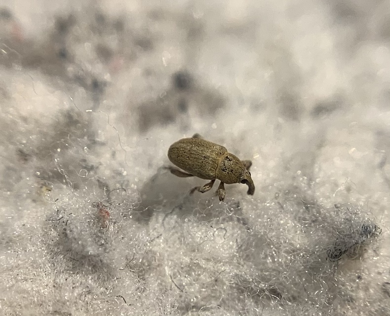 Tychius squamulatus - somkóró-tímárormányos