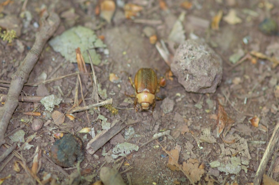 Rhizotrogus aestivus - tavaszvégi cserebogár
