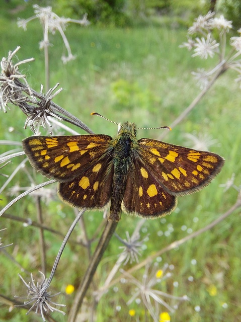 Carterocephalus palaemon - kockás busalepke
