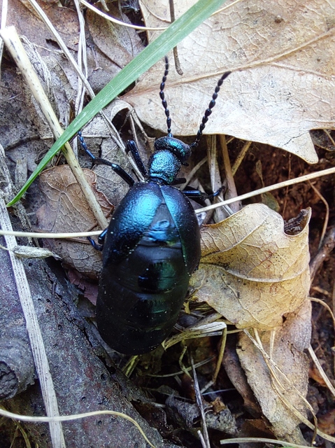 Meloe violaceus - kék nünüke
