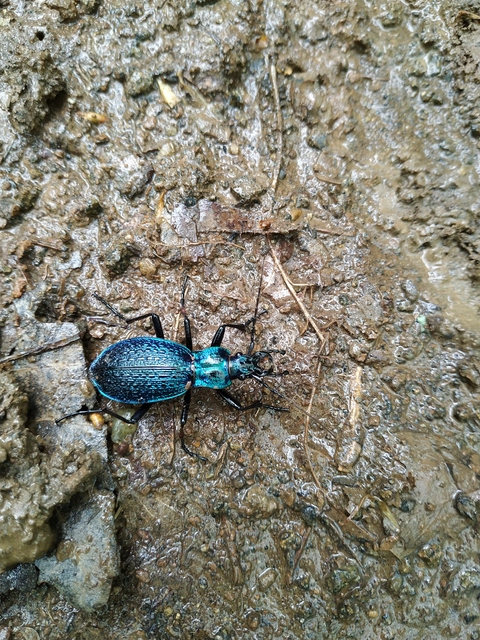 Carabus intricatus - kék laposfutrinka