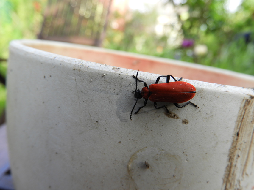 Pyrochroa coccinea - nagy bíborbogár