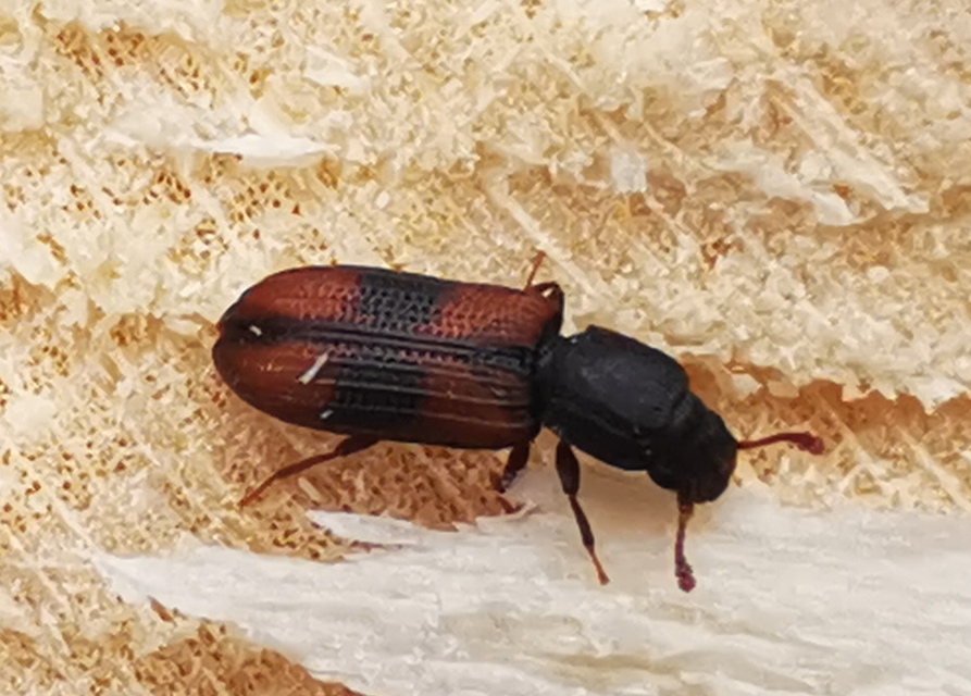 Bitoma crenata - szalagos héjbogár