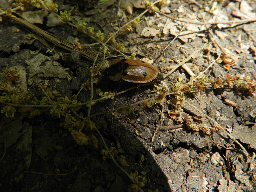 Dendroxena quadrimaculata - négypettyes dögbogár
